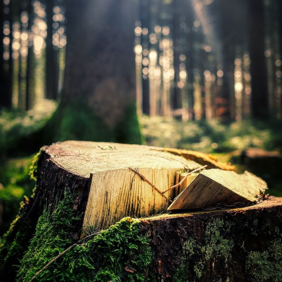 Forstwirt-Wald-outdoor-abc